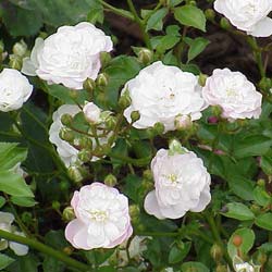 Rosal paisajstico blanco 'White Fairy'